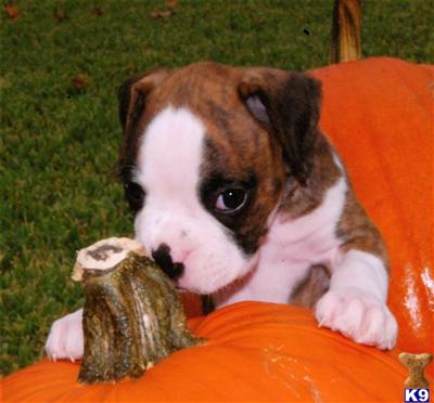 AKC registered boxer puppy champion blood lines